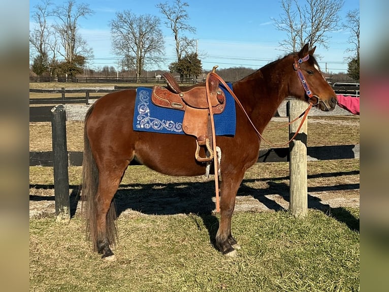 American Quarter Horse Giumenta 8 Anni 135 cm Baio ciliegia in Lexington