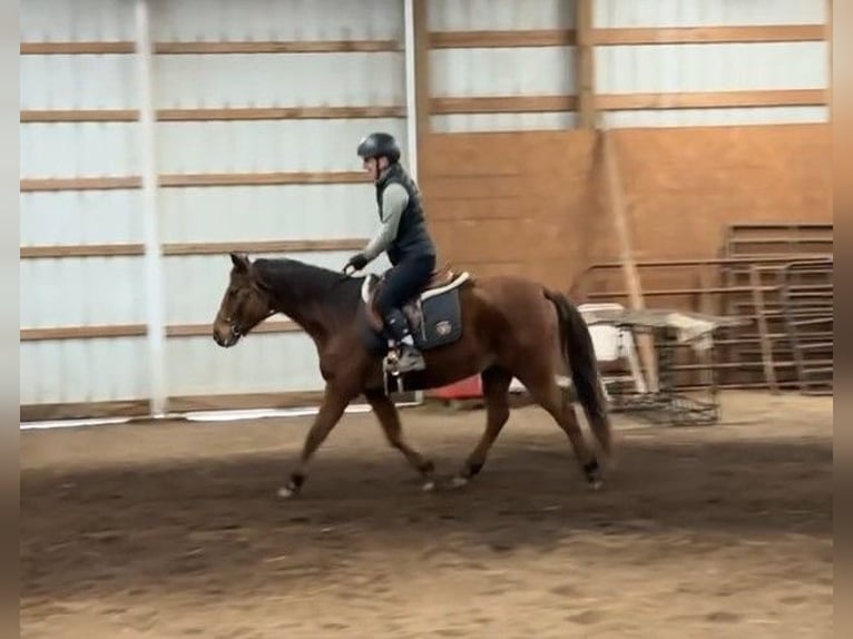 American Quarter Horse Giumenta 8 Anni 135 cm Baio ciliegia in Lexington