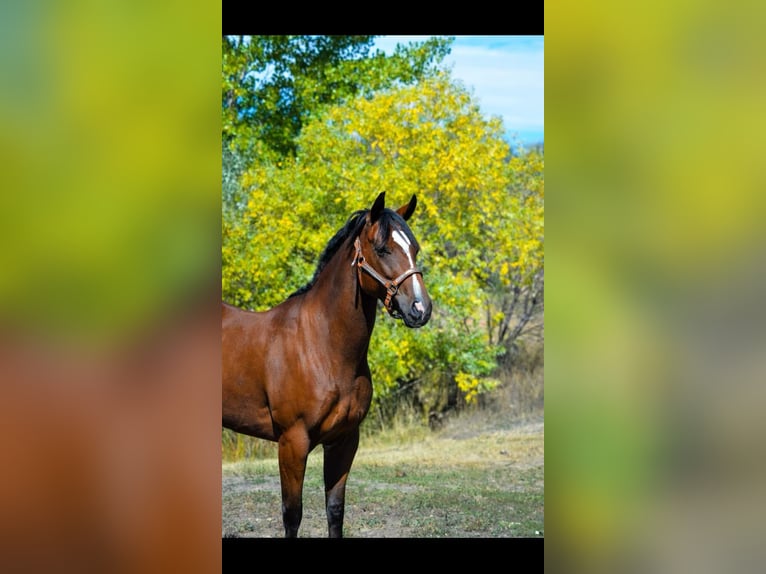 American Quarter Horse Giumenta 8 Anni 142 cm Baio ciliegia in Fort Collins, CO