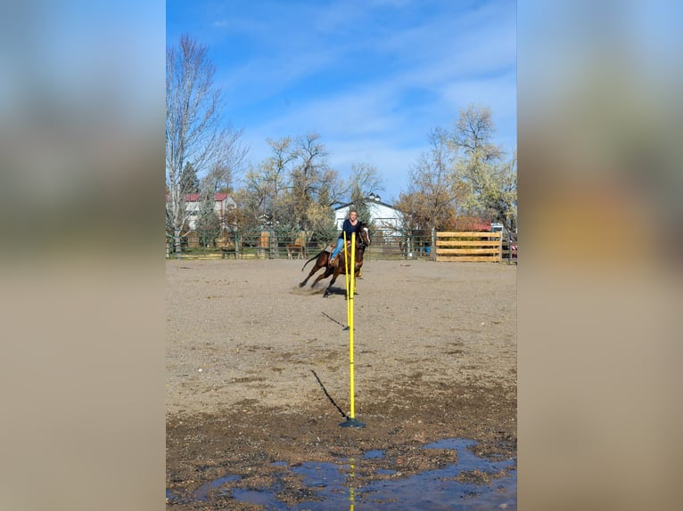 American Quarter Horse Giumenta 8 Anni 142 cm Baio ciliegia in Fort Collins, CO