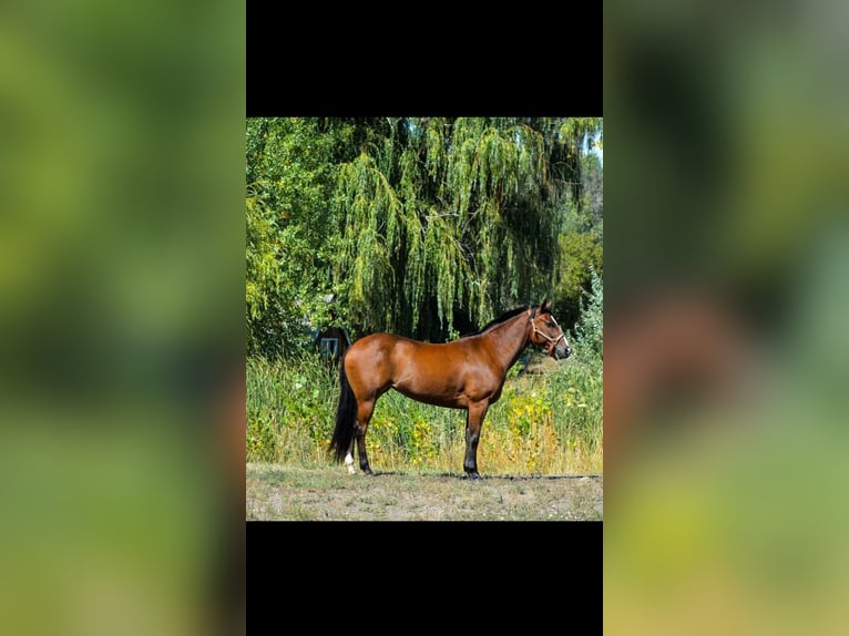 American Quarter Horse Giumenta 8 Anni 142 cm Baio ciliegia in Fort Collins, CO