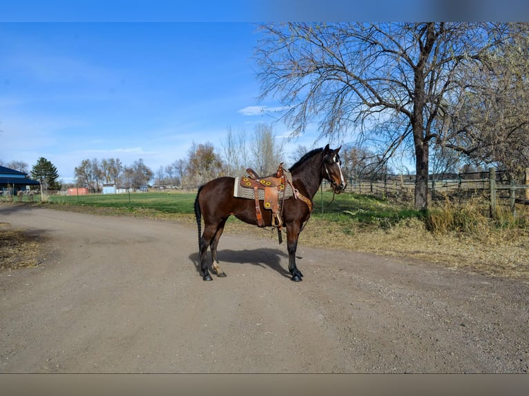 American Quarter Horse Giumenta 8 Anni 142 cm Baio ciliegia in Fort Collins, CO