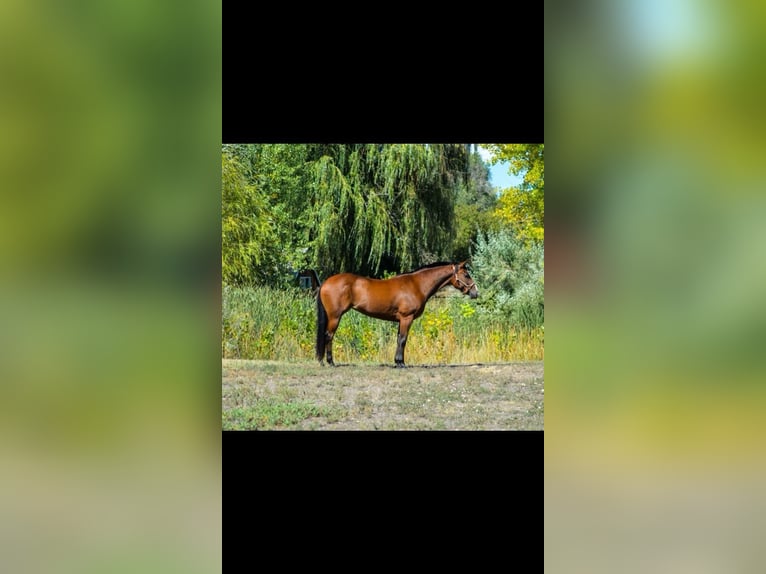 American Quarter Horse Giumenta 8 Anni 142 cm Baio ciliegia in Fort Collins, CO