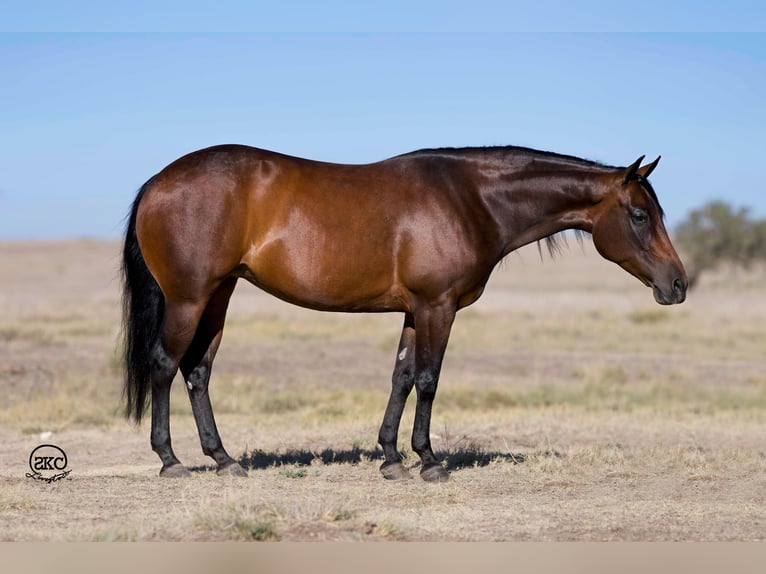 American Quarter Horse Giumenta 8 Anni 142 cm Baio ciliegia in Canyon, TX