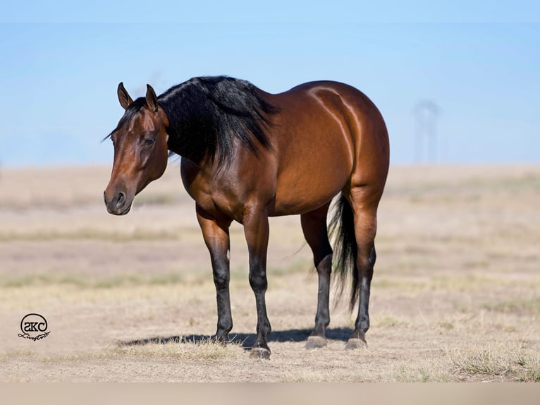 American Quarter Horse Giumenta 8 Anni 142 cm Baio ciliegia in Canyon, TX