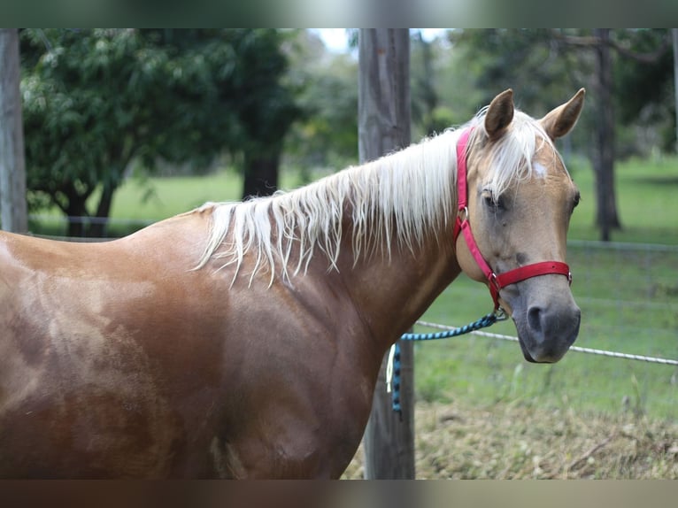 American Quarter Horse Giumenta 8 Anni 142 cm Palomino in Flower Mound