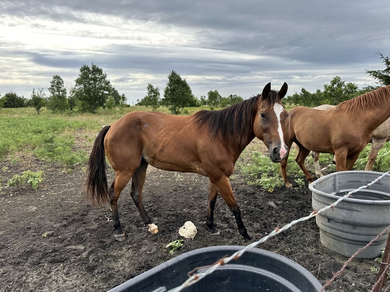 American Quarter Horse Giumenta 8 Anni 142 cm Sauro ciliegia in Leonard