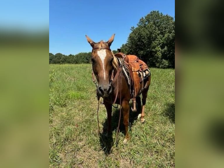 American Quarter Horse Giumenta 8 Anni 142 cm Sauro scuro in Clarksburg, TN