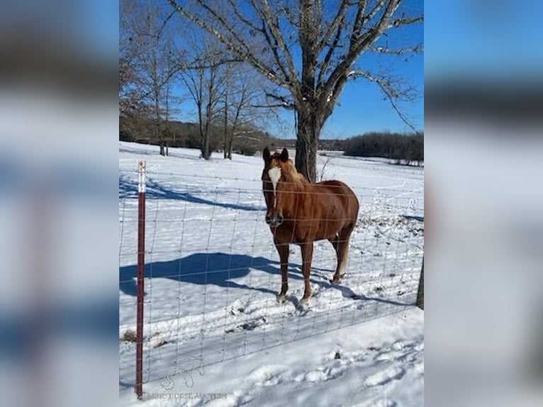 American Quarter Horse Giumenta 8 Anni 142 cm Sauro scuro in Clarksburg, TN