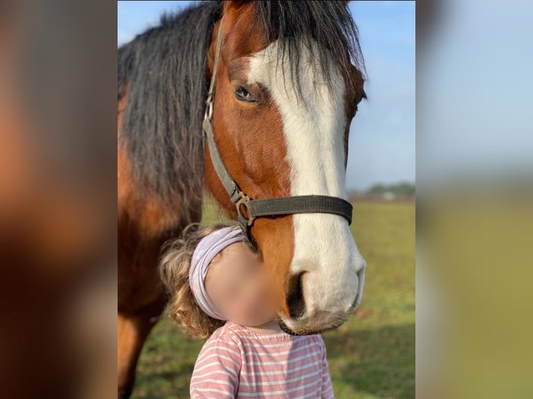 American Quarter Horse Giumenta 8 Anni 144 cm Baio in Witten