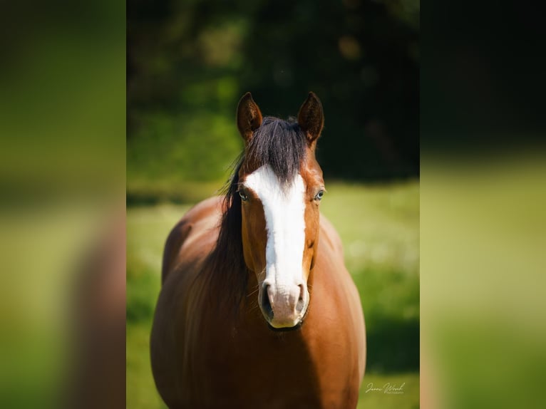 American Quarter Horse Giumenta 8 Anni 144 cm Baio in Witten