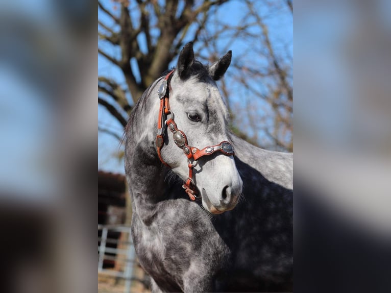 American Quarter Horse Giumenta 8 Anni 144 cm Grigio pezzato in Schwalmtal