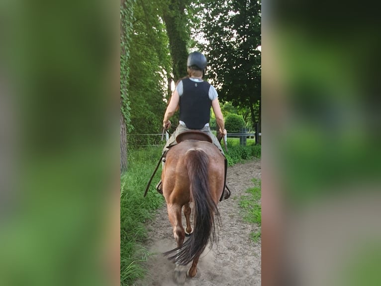 American Quarter Horse Giumenta 8 Anni 144 cm Roano rosso in Rheda-Wiedenbrück