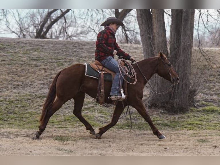 American Quarter Horse Giumenta 8 Anni 145 cm Sauro ciliegia in Canyon, TX