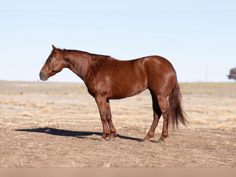 American Quarter Horse Giumenta 8 Anni 145 cm Sauro ciliegia in Canyon, TX