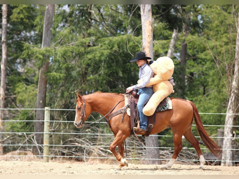 American Quarter Horse Giumenta 8 Anni 145 cm Sauro ciliegia in Clarion, PA