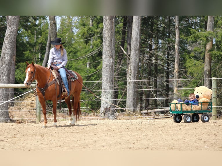 American Quarter Horse Giumenta 8 Anni 145 cm Sauro ciliegia in Clarion, PA