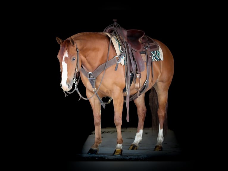 American Quarter Horse Giumenta 8 Anni 145 cm Sauro ciliegia in Clarion, PA