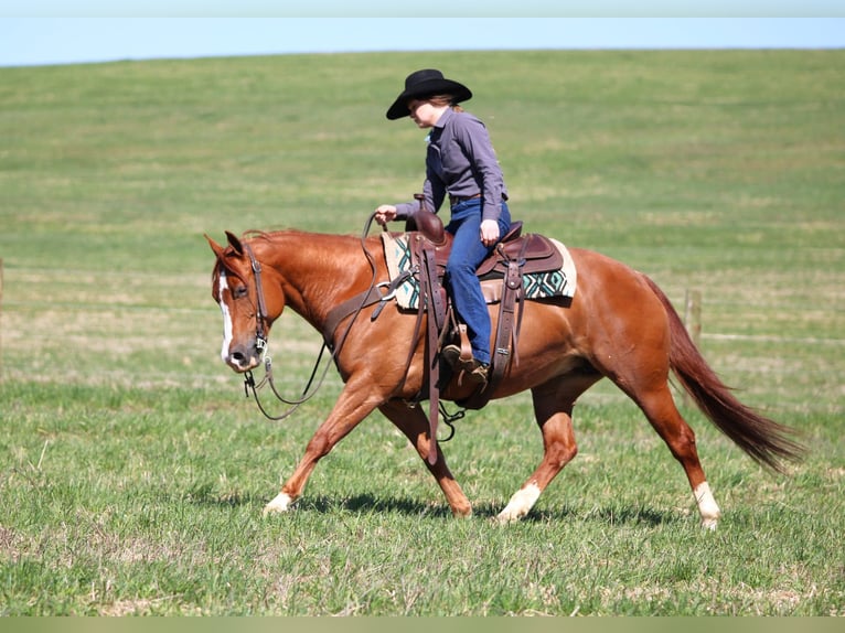 American Quarter Horse Giumenta 8 Anni 145 cm Sauro ciliegia in Clarion, PA