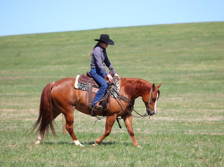 American Quarter Horse Giumenta 8 Anni 145 cm Sauro ciliegia in Clarion, PA