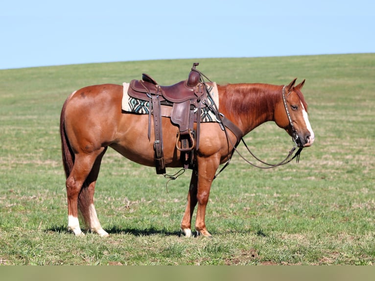 American Quarter Horse Giumenta 8 Anni 145 cm Sauro ciliegia in Clarion, PA
