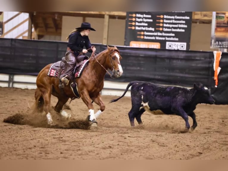 American Quarter Horse Giumenta 8 Anni 145 cm Sauro ciliegia in Clarion, PA