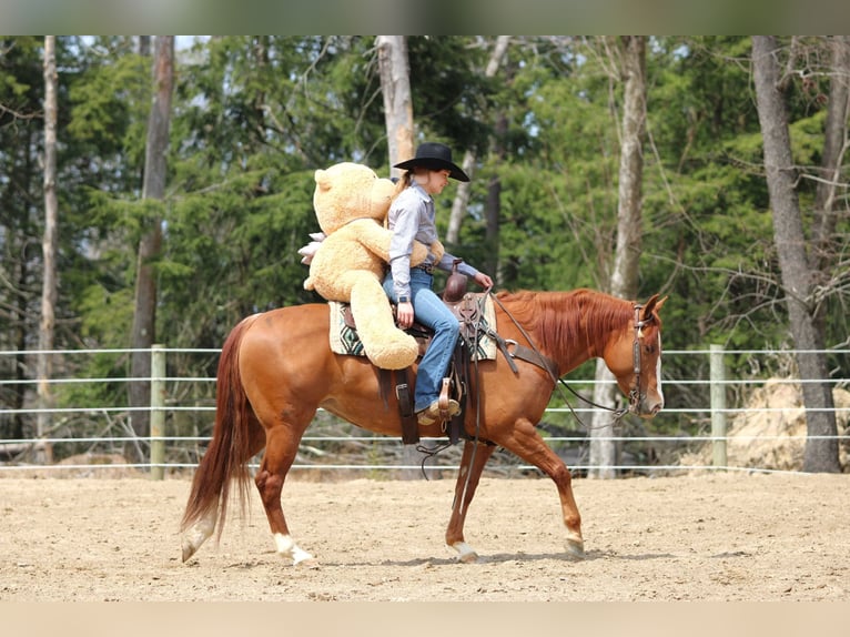 American Quarter Horse Giumenta 8 Anni 145 cm Sauro ciliegia in Clarion, PA