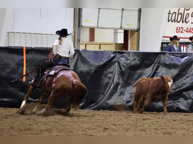 American Quarter Horse Giumenta 8 Anni 145 cm Sauro ciliegia in Clarion, PA