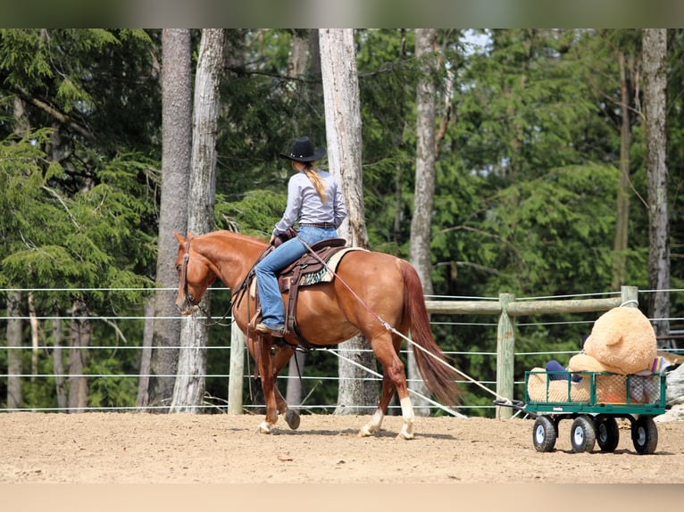American Quarter Horse Giumenta 8 Anni 145 cm Sauro ciliegia in Clarion, PA