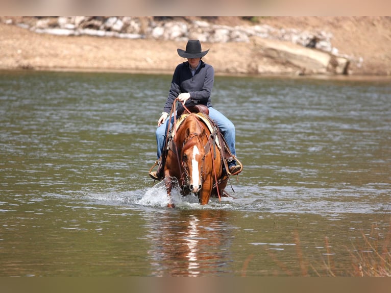 American Quarter Horse Giumenta 8 Anni 145 cm Sauro ciliegia in Clarion, PA
