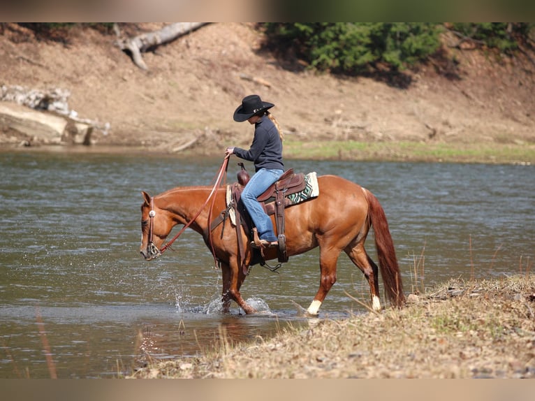 American Quarter Horse Giumenta 8 Anni 145 cm Sauro ciliegia in Clarion, PA