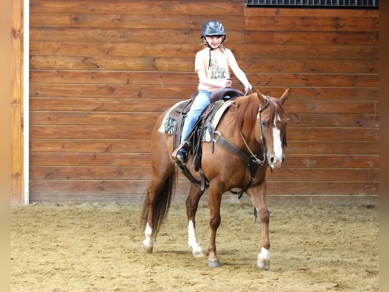 American Quarter Horse Giumenta 8 Anni 145 cm Sauro ciliegia in Clarion, PA