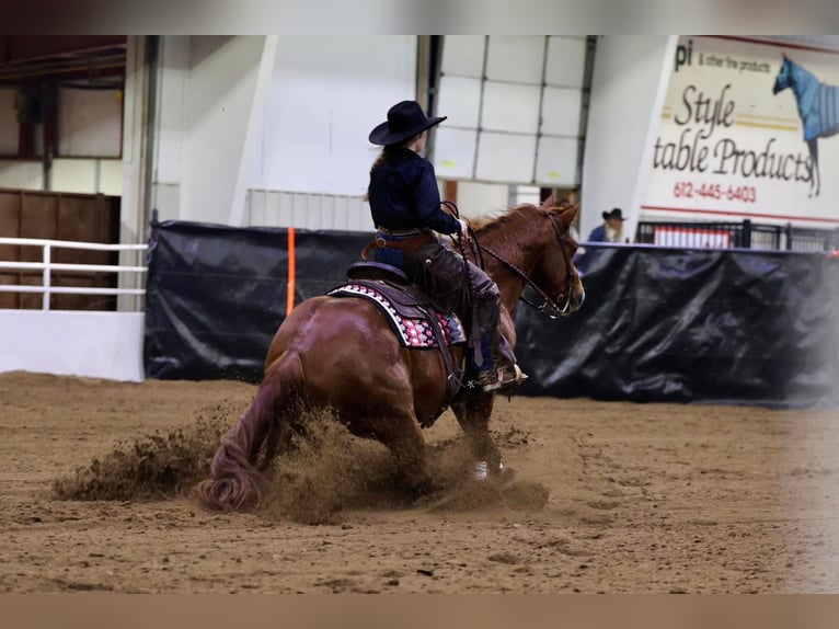 American Quarter Horse Giumenta 8 Anni 145 cm Sauro ciliegia in Clarion, PA