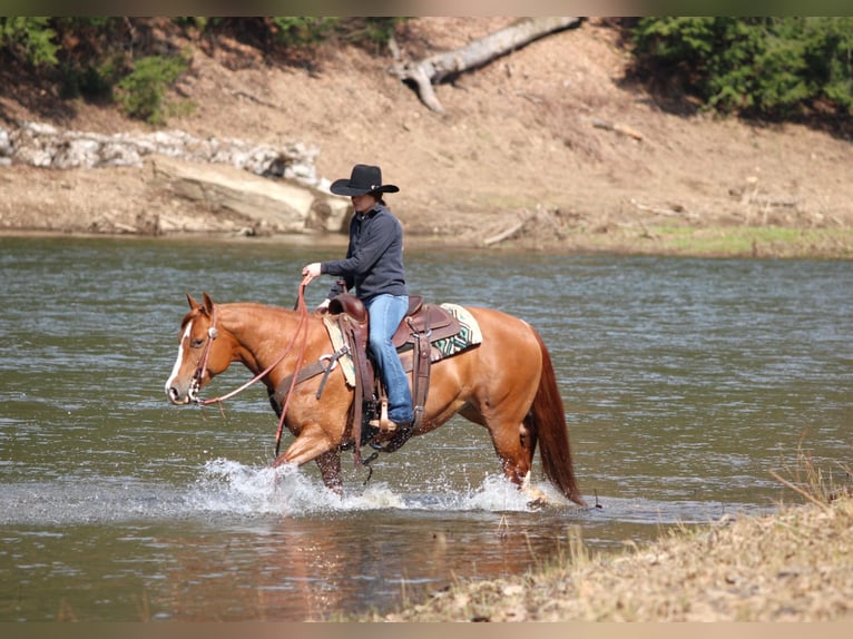 American Quarter Horse Giumenta 8 Anni 145 cm Sauro ciliegia in Clarion, PA