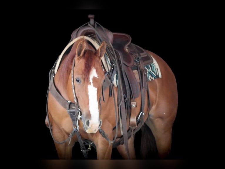 American Quarter Horse Giumenta 8 Anni 145 cm Sauro ciliegia in Clarion, PA