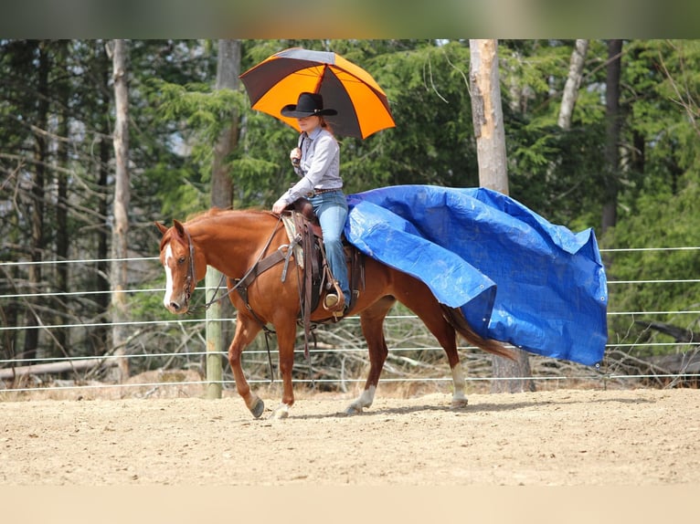 American Quarter Horse Giumenta 8 Anni 145 cm Sauro ciliegia in Clarion, PA