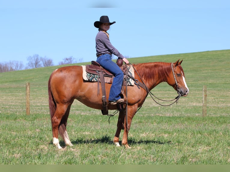 American Quarter Horse Giumenta 8 Anni 145 cm Sauro ciliegia in Clarion, PA