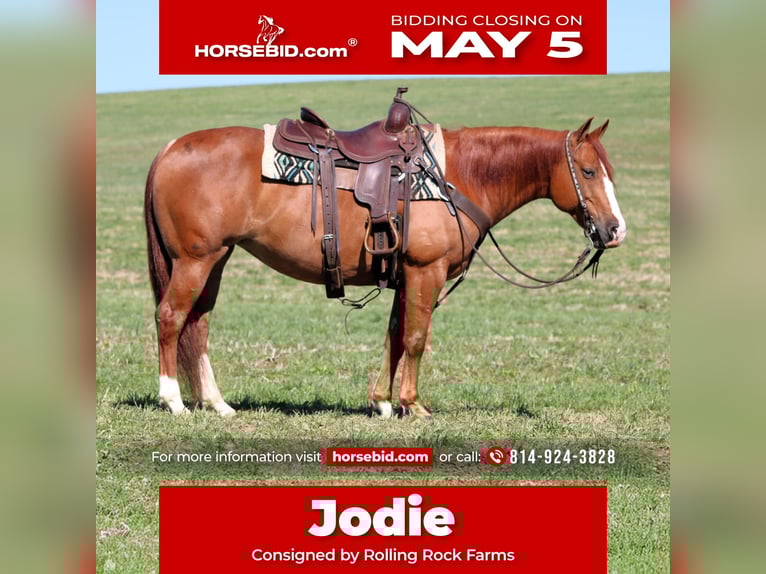American Quarter Horse Giumenta 8 Anni 145 cm Sauro ciliegia in Clarion, PA