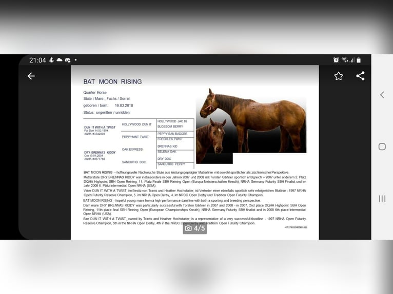 American Quarter Horse Giumenta 8 Anni 146 cm Sauro in Nidderau