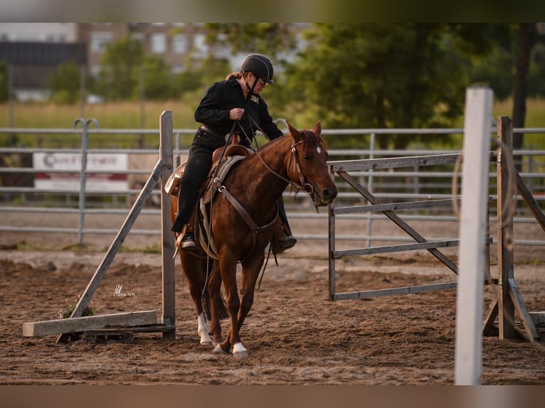 American Quarter Horse Giumenta 8 Anni 146 cm Sauro in Nidderau