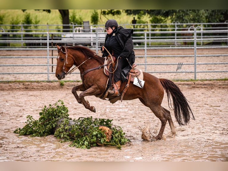 American Quarter Horse Giumenta 8 Anni 146 cm Sauro in Nidderau