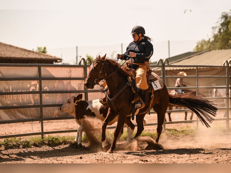 American Quarter Horse Giumenta 8 Anni 146 cm Sauro in Nidderau