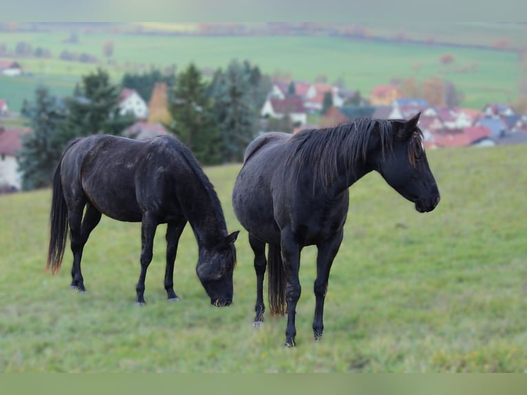 American Quarter Horse Giumenta 8 Anni 147 cm Baio nero in Rosa