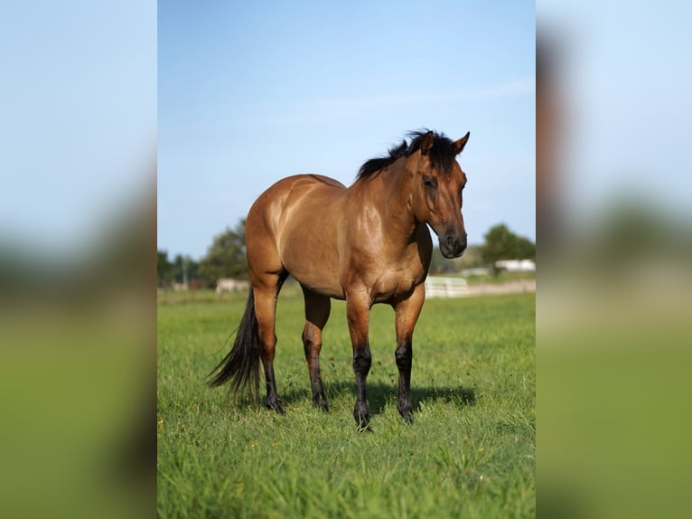 American Quarter Horse Giumenta 8 Anni 147 cm Falbo in Kaufman, TX