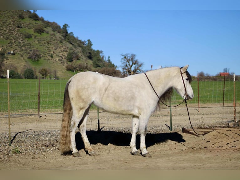 American Quarter Horse Giumenta 8 Anni 147 cm Grigio in Bitterwater CA