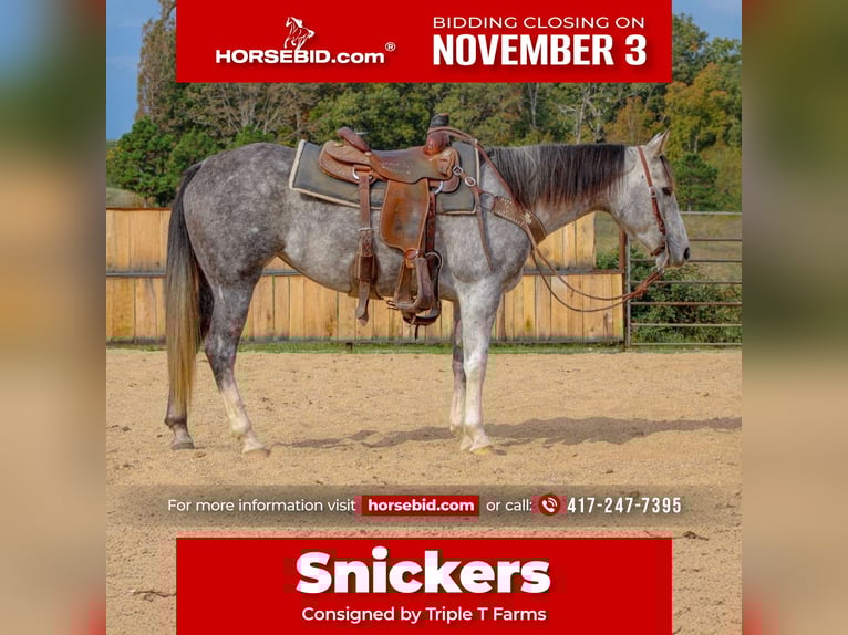 American Quarter Horse Giumenta 8 Anni 147 cm Grigio in Summersville