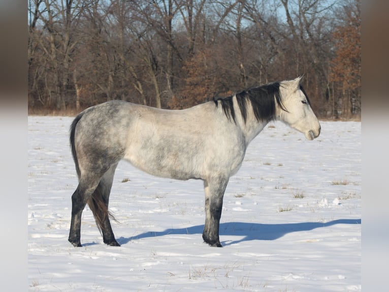 American Quarter Horse Giumenta 8 Anni 147 cm Grigio in Brownstown, IL