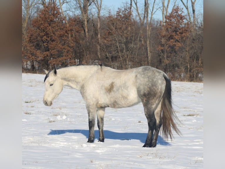 American Quarter Horse Giumenta 8 Anni 147 cm Grigio in Brownstown, IL