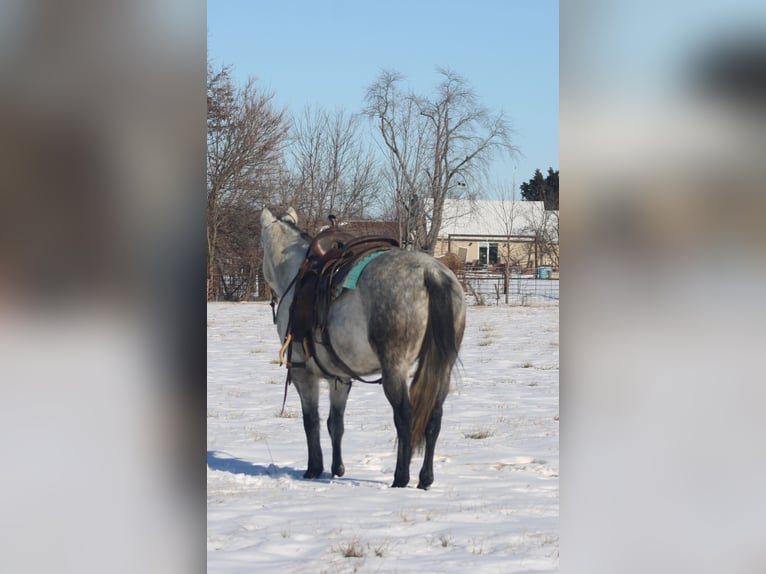 American Quarter Horse Giumenta 8 Anni 147 cm Grigio in Brownstown, IL