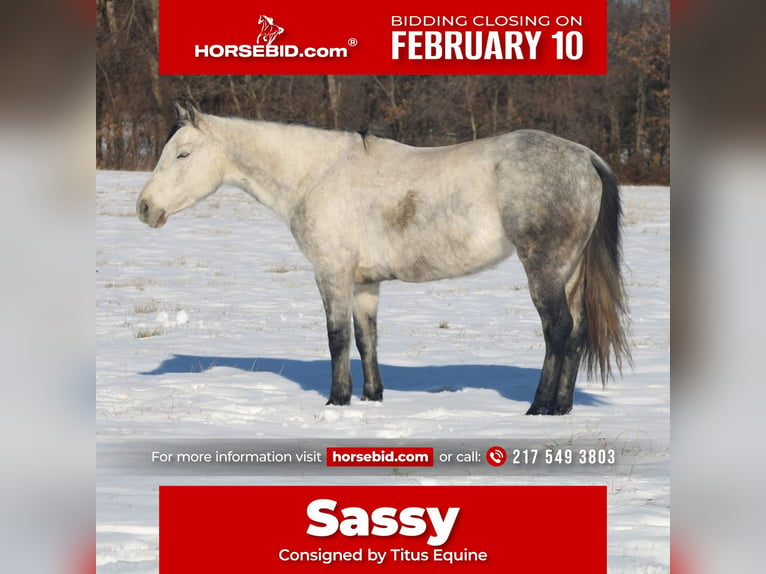 American Quarter Horse Giumenta 8 Anni 147 cm Grigio in Brownstown, IL